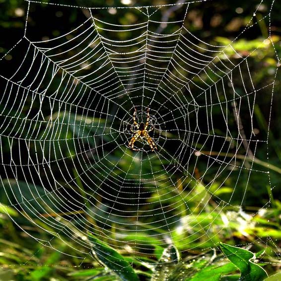 spiderweb