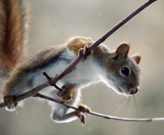 squirrel_4_photoview